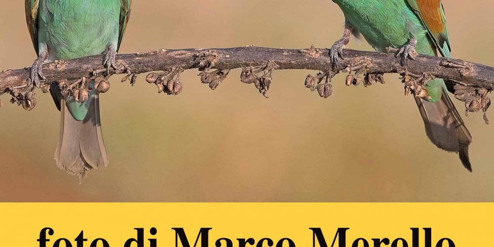 Un caffè… con l’avifauna – Le fotografie di Marco Merello al Sisters Caffè